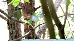 Momotus coeruliceps