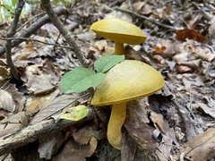 Retiboletus