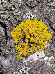 Xanthomendoza hasseana