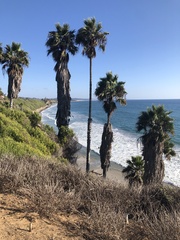 Washingtonia robusta
