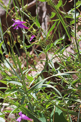 Penstemon platyphyllus