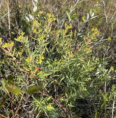 Hypericum kalmianum