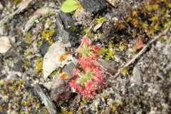 Drosera micrantha