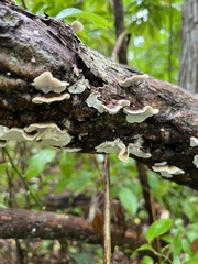 Gloeoporus dichrous