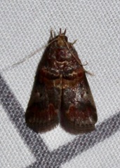 Acrobasis angusella