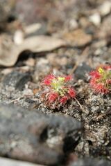 Drosera micrantha