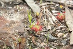 Drosera micrantha