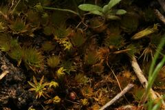 Rosulabryum