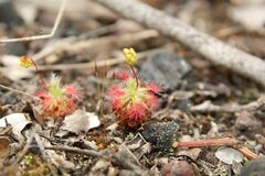 Drosera micrantha