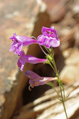 Penstemon platyphyllus
