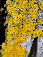 Xanthomendoza