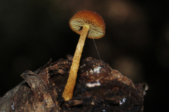 Pholiota granulosa