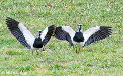 Vanellus chilensis