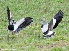 Vanellus chilensis