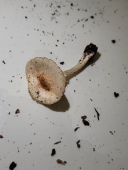 Lepiota rubrotinctoides
