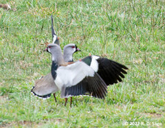 Vanellus chilensis
