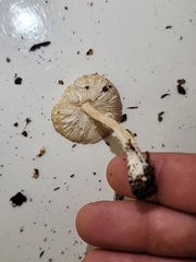 Lepiota rubrotinctoides