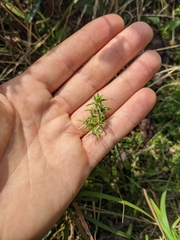 Phlox subulata