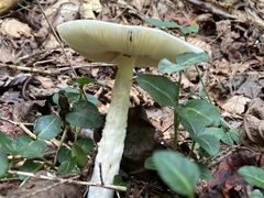 Amanita lavendula