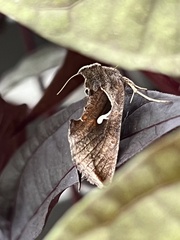 Anagrapha falcifera