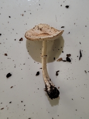 Lepiota rubrotinctoides