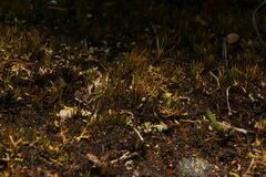 Eccremidium pulchellum