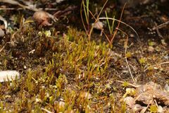 Eccremidium pulchellum