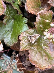 Anagrapha falcifera