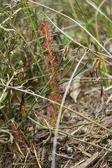 Drosera platypoda