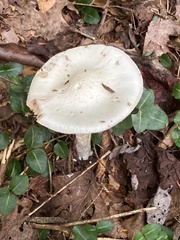 Amanita lavendula