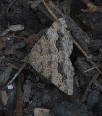 Frederickia s-signata