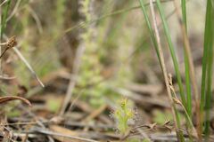 Drosera platypoda