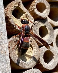 Pachodynerus erynnis