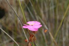 Drosera drummondii