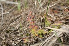 Drosera platypoda
