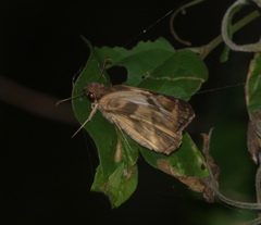 Heliopetes laviana
