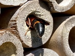 Pachodynerus erynnis