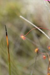 Drosera drummondii
