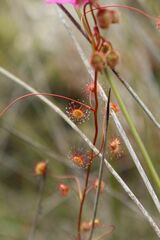 Drosera drummondii