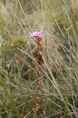 Drosera drummondii
