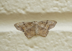 Hypagyrtis
