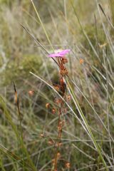 Drosera drummondii