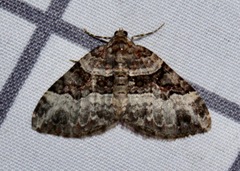 Xanthorhoe lacustrata