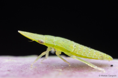 Hespenedra chilensis