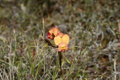 Diuris longifolia