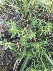 Centipeda cunninghamii