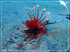 Pterois volitans