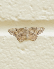 Hypagyrtis