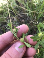 Centipeda cunninghamii