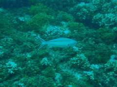 Caesio caerulaurea